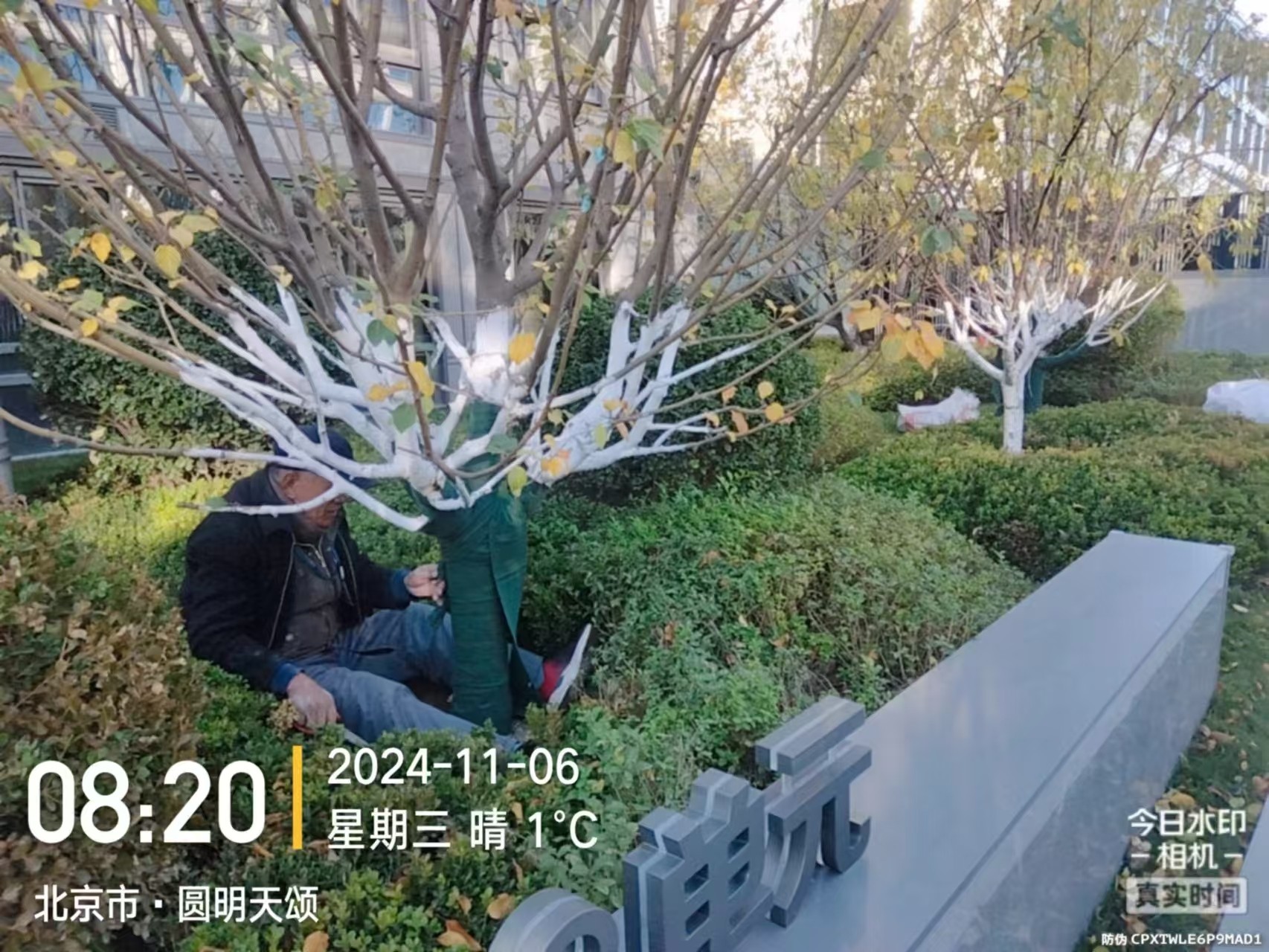 《北京天宏园林绿化有限公司：冬季绿化养护之大树涂白》