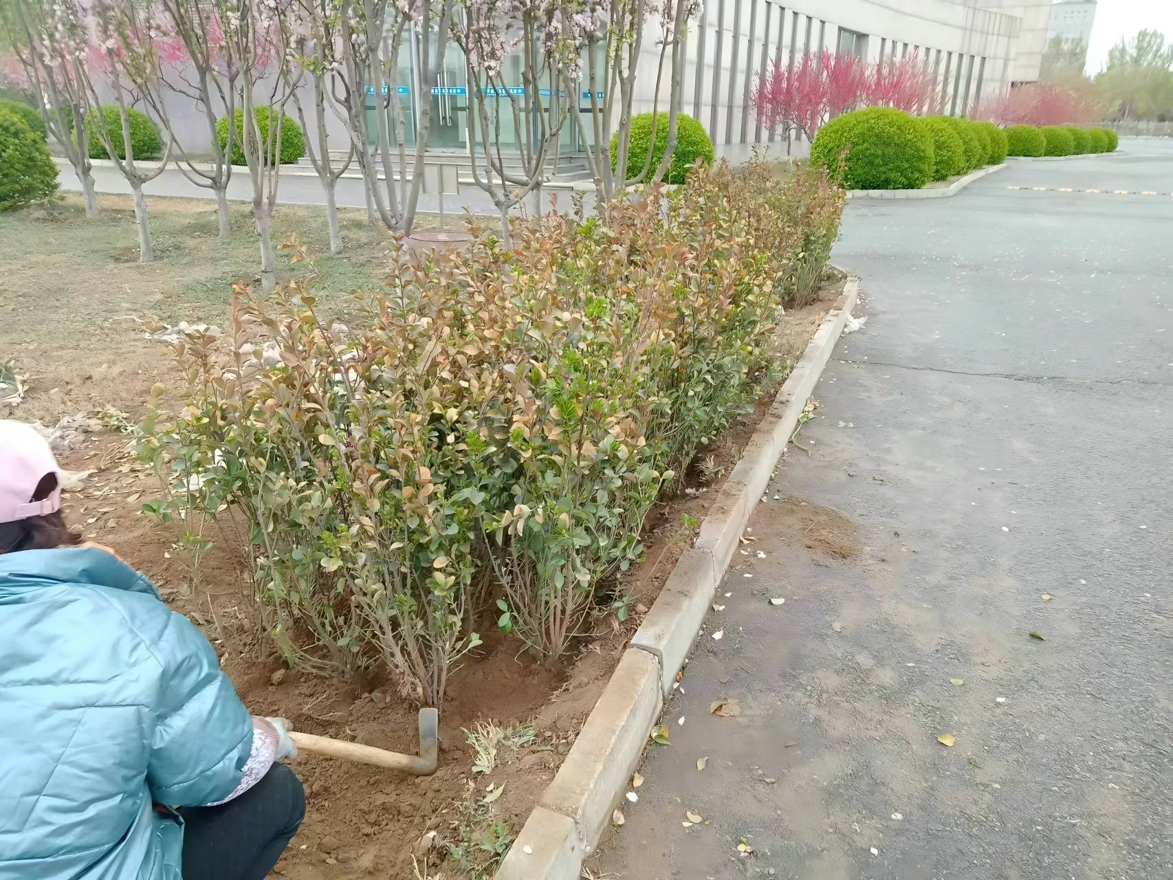 北京春季绿篱种植注意事项
