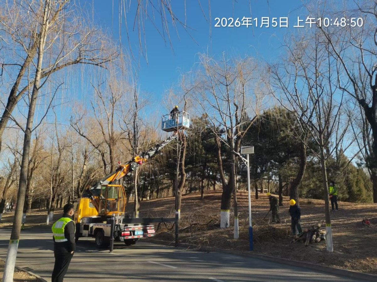 大湖山庄关于冬季树木修剪工作今天启动